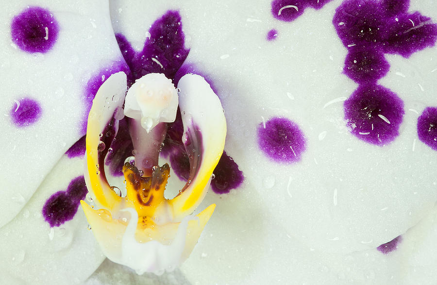 Phalaenopsis Orchid Flower #1 Photograph by Michalakis Ppalis