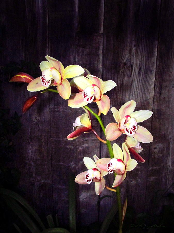 Phalaenopsis Orchids #2 Photograph by Joyce Dickens