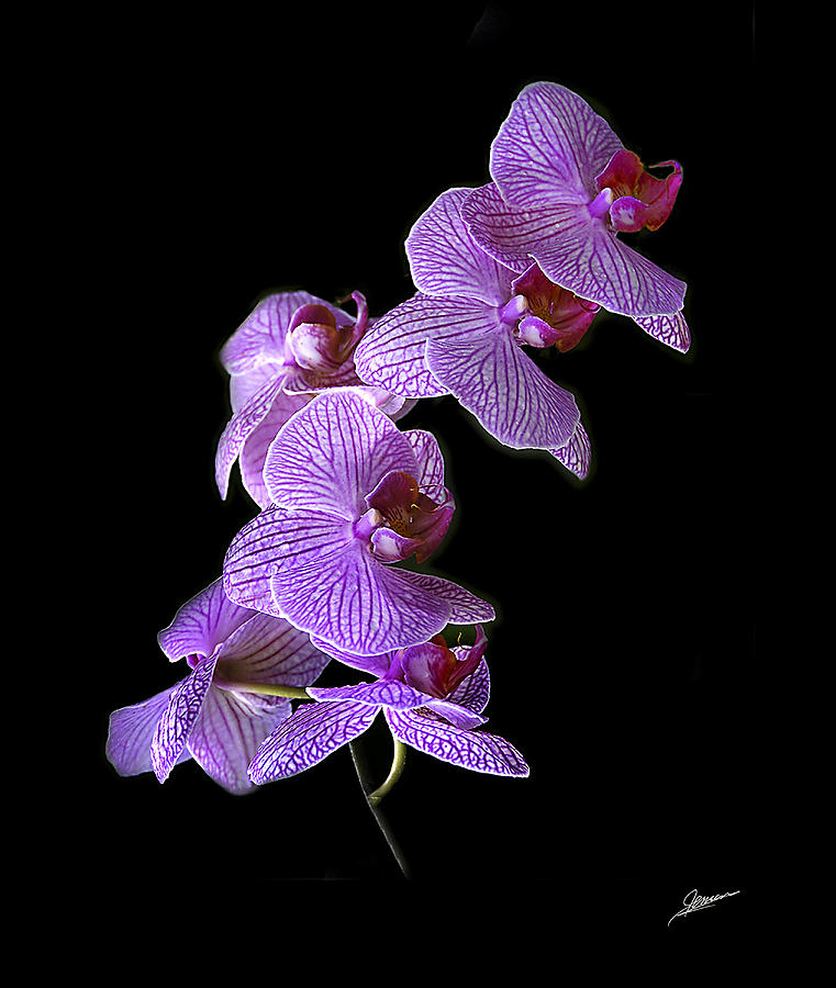Phalaenopsis Orchids #1 Photograph by Phil Jensen