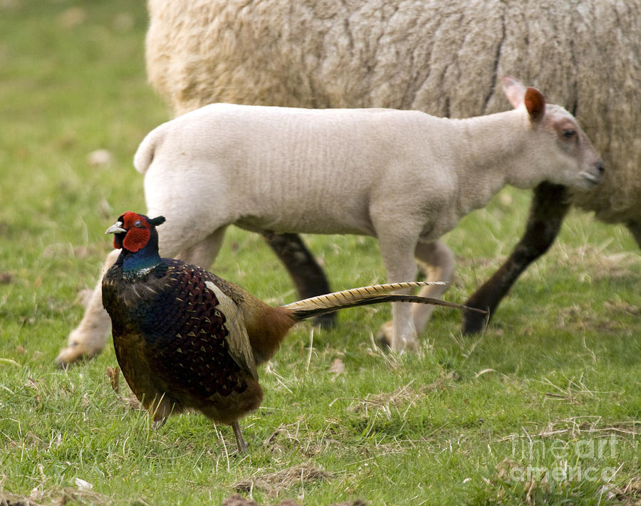 Pheasant And Lamb #1 Photograph by Ang El