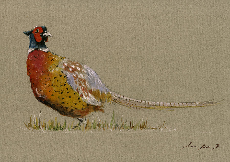 Pheasant Bird Painting - Pheasant bird art #1 by Juan  Bosco