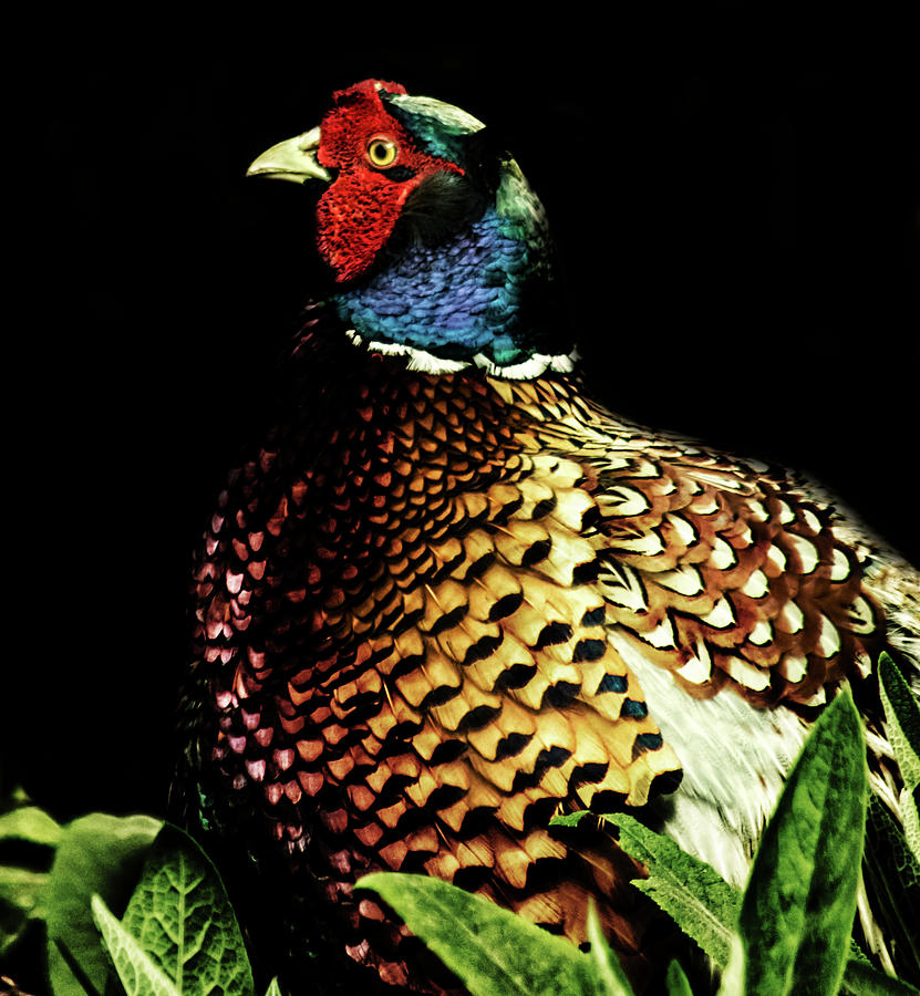 Pheasant Photograph - Pheasant #1 by Martin Newman