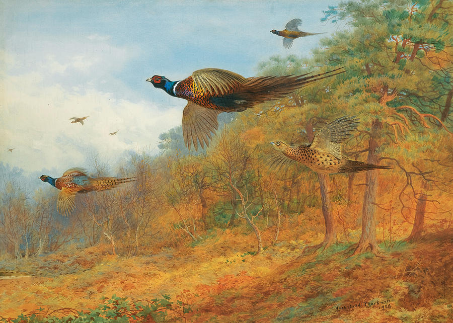 Archibald Thorburn Drawing - Pheasants Breaking out of Cover #2 by Archibald Thorburn