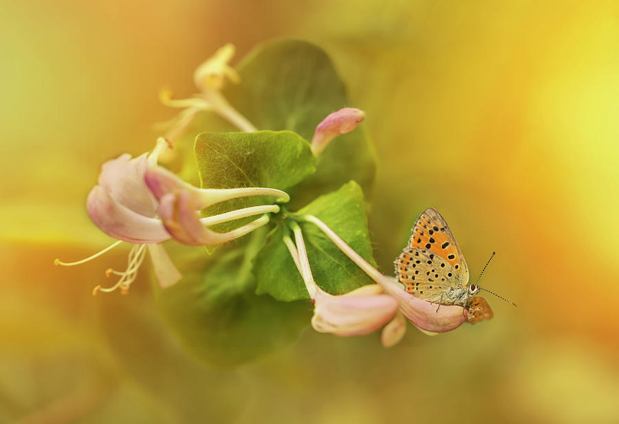 Phengaris teleius butterfly on honeysuckle flowers Photograph by Jaroslaw Blaminsky