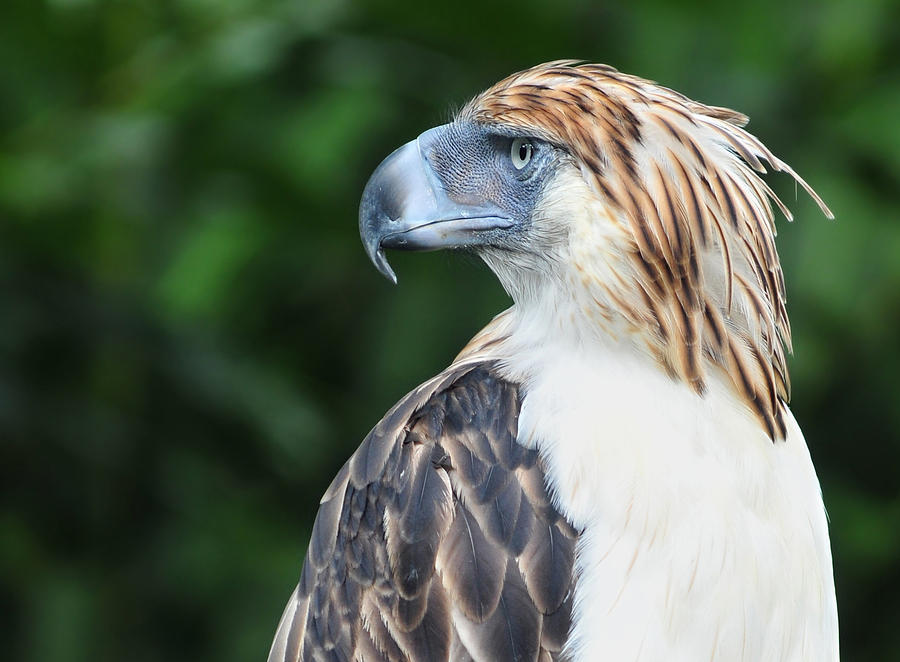 Wildlife Photograph - Philippine Eagle #2 by Edwin Verin