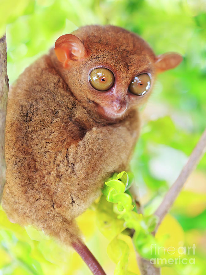 Nature Photograph - Phillipine tarsier #1 by MotHaiBaPhoto Prints