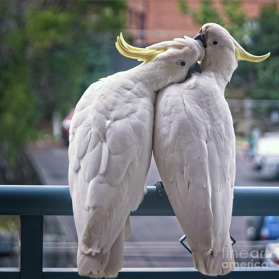 Photo Series -Two amorous Australian Sulphur Crested Cockatoos f #1 Photograph by Geoff Childs