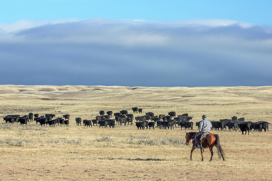 Driving the Herd Photograph by Todd Klassy