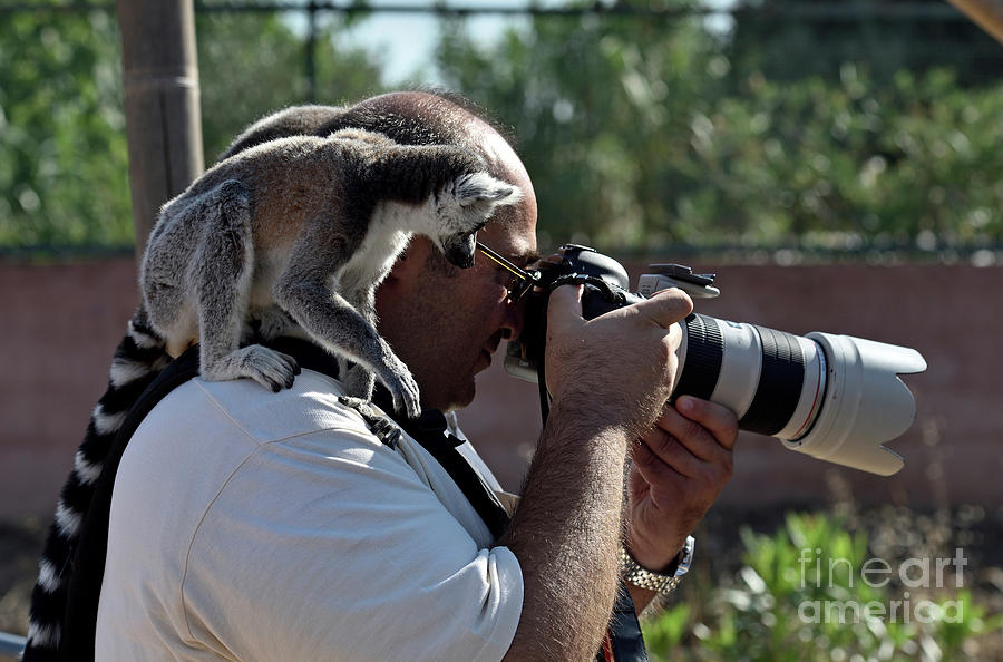 Photographer with lemurs on him #1 Photograph by George Atsametakis