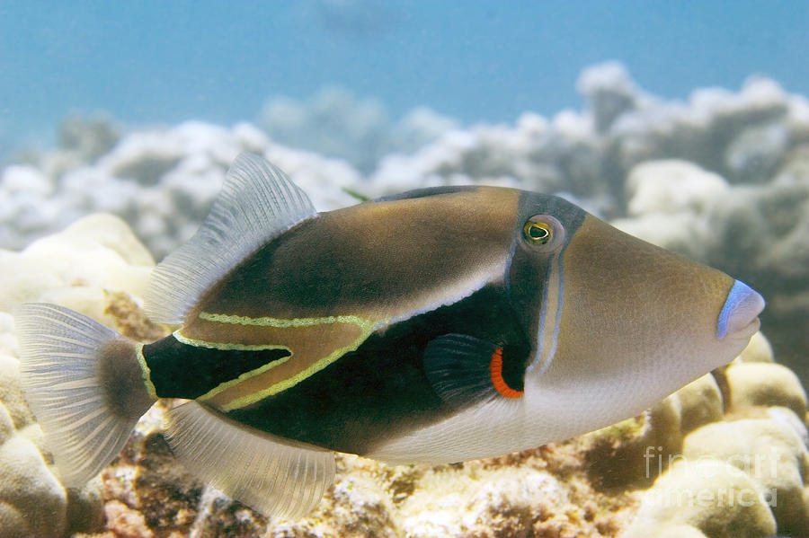 Picasso Triggerfish Photograph by Dave Fleetham Printscapes Fine