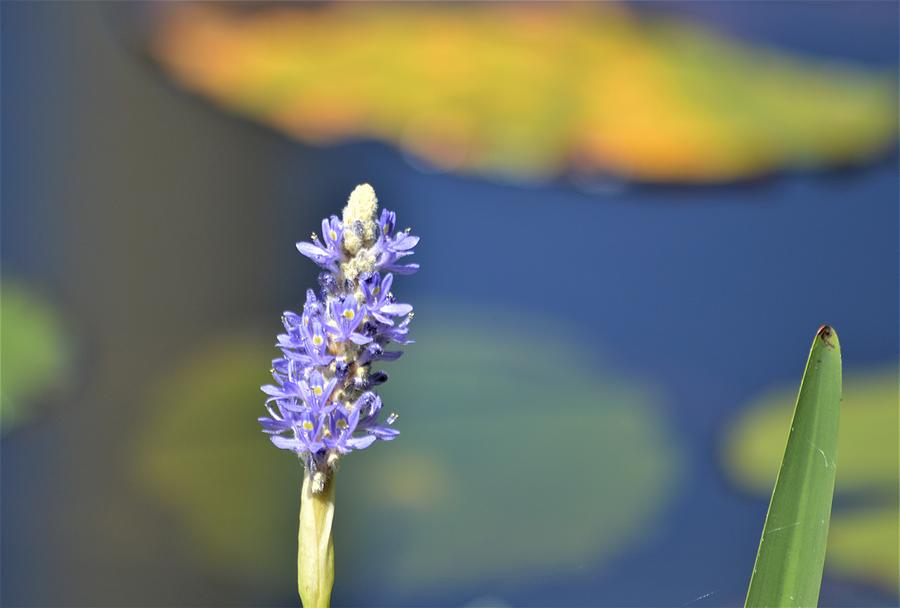 Pickerelweed  #1 Painting by Warren Thompson