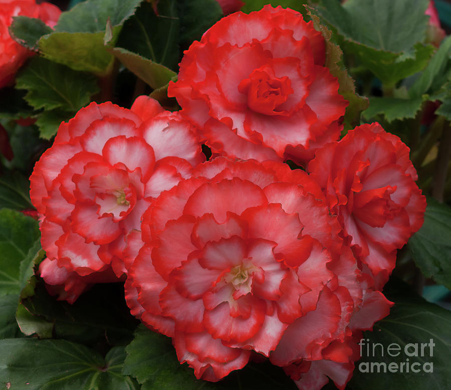 Picotee Begonia #1 Photograph by Ann Jacobson