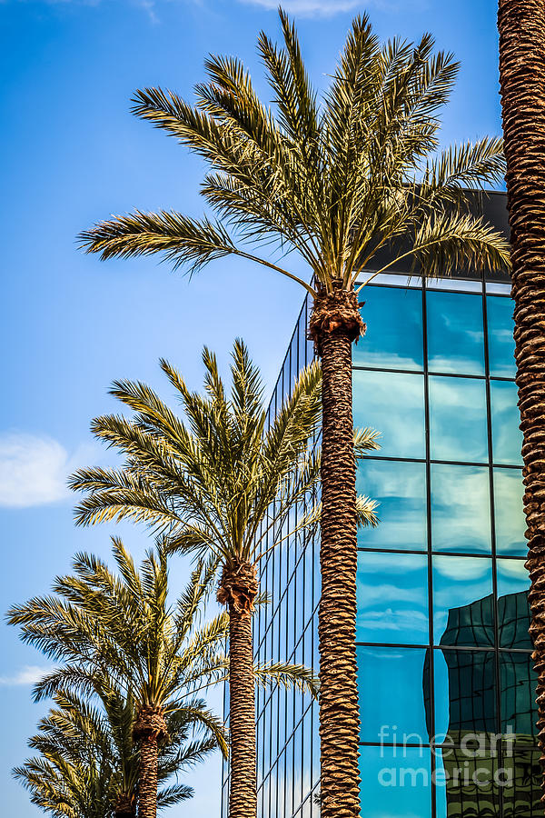 Picture Of Palm Trees And Office Building Photograph By Paul Velgos ...