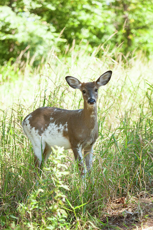 Piebald White-tailed Buck #1 Photograph by Erin Cadigan