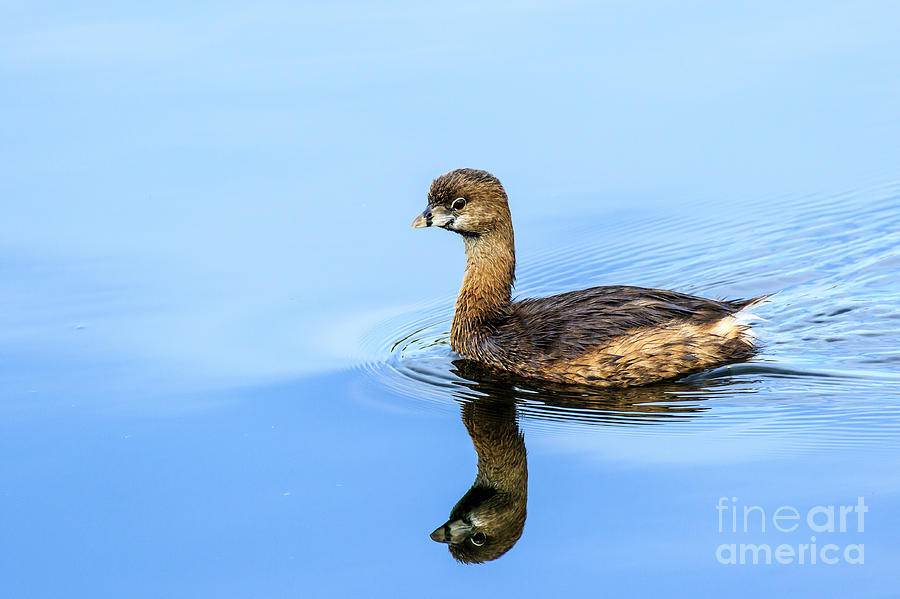 Pied Billed Grebe #1 Photograph by Ben Graham