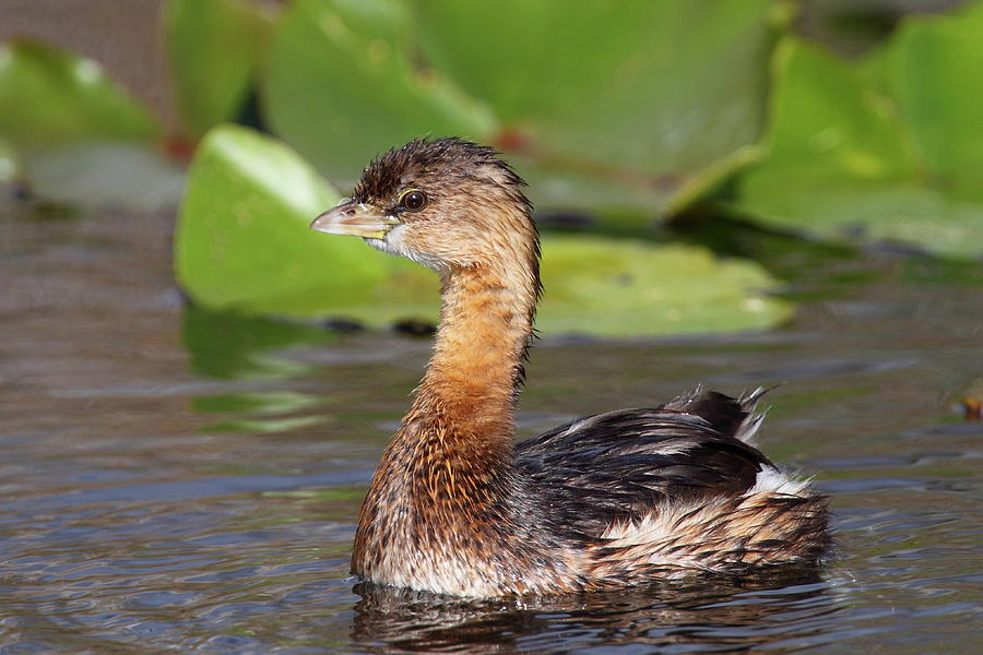 Pied-billed Grebe #1 Photograph by Bruce J Robinson