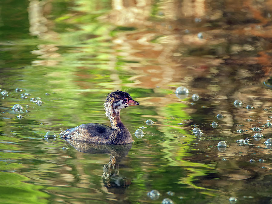 Pied-billed Grebe Bubbles #1 Photograph by Tam Ryan