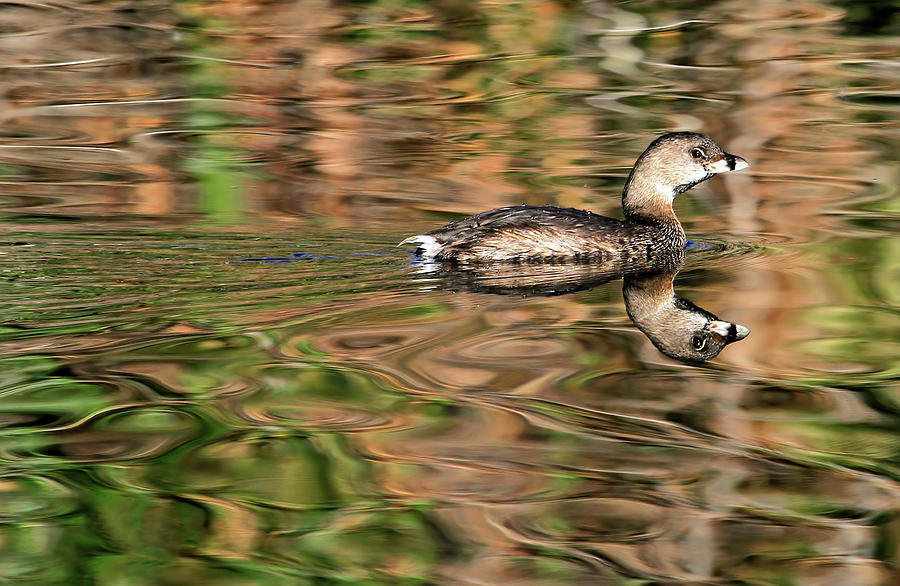 Duck Photograph - Pied-billed Grebe #1 by Donna Kennedy