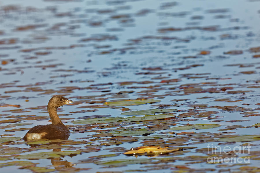 Pied Billed Grebe #1 Photograph by Natural Focal Point Photography