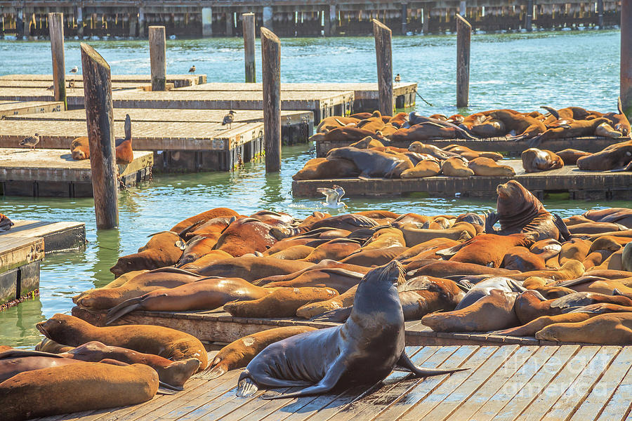 Pier 39 Sea lions #1 Photograph by Benny Marty
