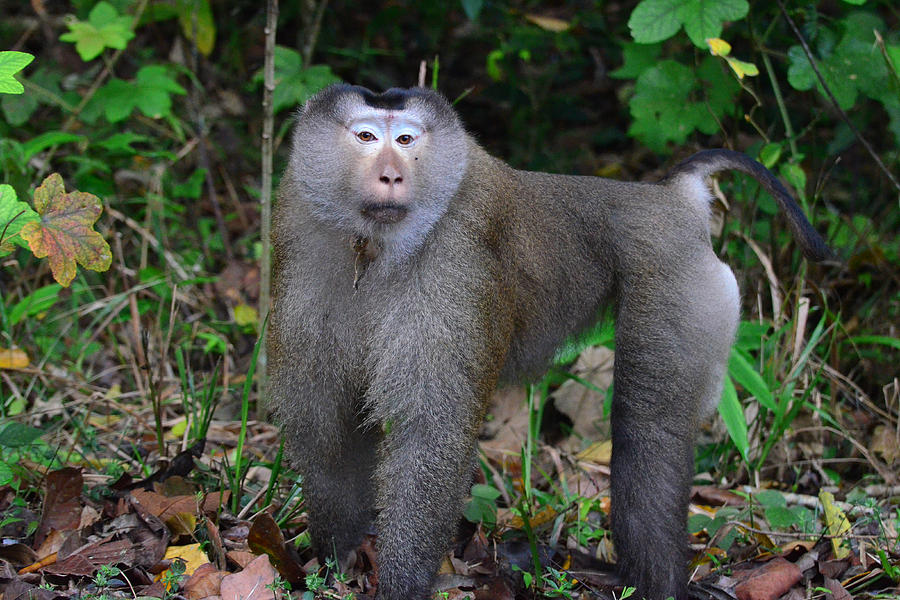 Pig-tailed Macaque Photograph by David Hohmann