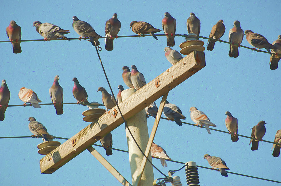 Pigeons on a telephone pole #2 Photograph by Rob Huntley
