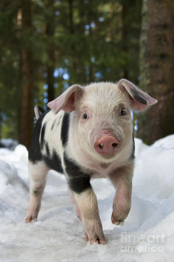 Pig Photograph - Piglet In The Snow #1 by Jean-Louis Klein & Marie-Luce Hubert