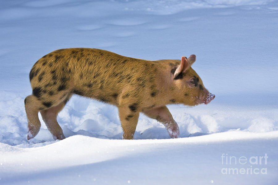 Piglet Walking In Snow #1 Photograph by Jean-Louis Klein & Marie-Luce Hubert