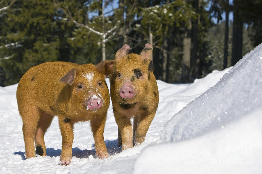 Piglets In The Snow #1 Photograph by Jean-Louis Klein & Marie-Luce Hubert