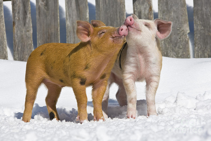 Pig Photograph - Piglets Playing In Snow #1 by Jean-Louis Klein & Marie-Luce Hubert