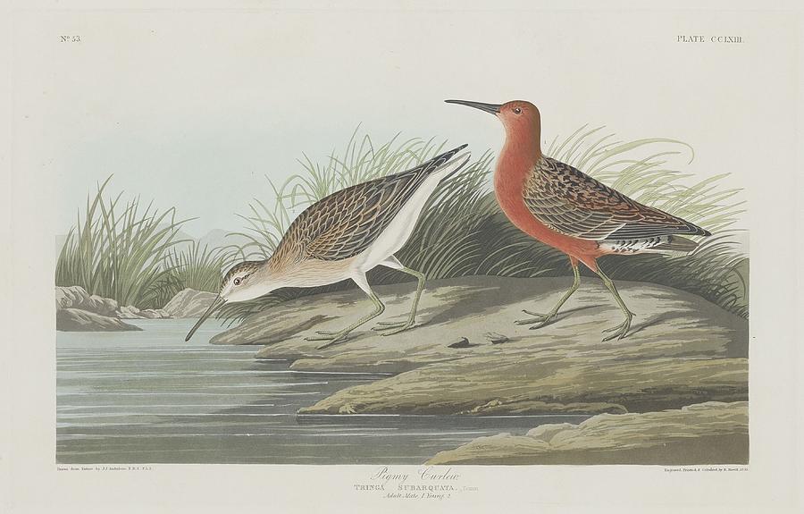 John James Audubon Drawing - Pigmy Curlew #1 by Dreyer Wildlife Print Collections 