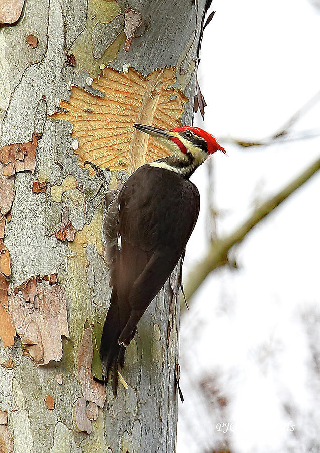 Pileated on Sycamore #1 Photograph by PJQandFriends Photography