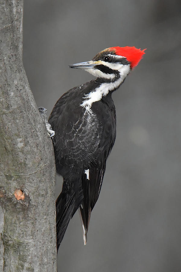 Pileated Woodpecker #1 Photograph by Alan Lenk
