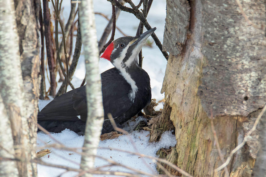 Pileated Woodpecker #1 Photograph by Brook Burling