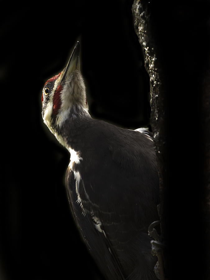 Pileated woodpecker #2 Photograph by Inge Riis McDonald