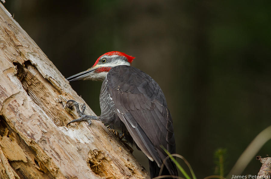 Pileated Woodpecker #4 Photograph by James Petersen
