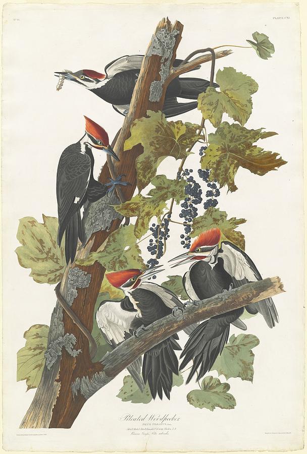 Pileated Woodpecker Painting by John James Audubon