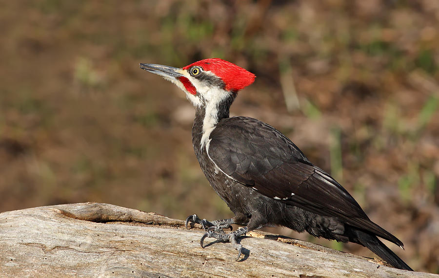 Pileated woodpecker #1 Photograph by Mircea Costina Photography