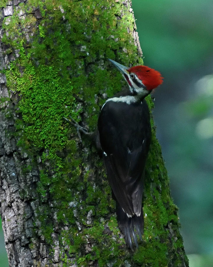 Pileated Woodpecker On Tree Photograph By Mark Wallner Fine Art America 