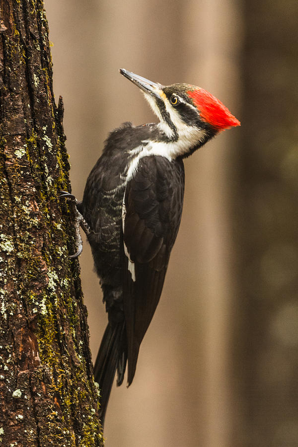 Pileated Woodpecker #2 Photograph by Walt Sterneman