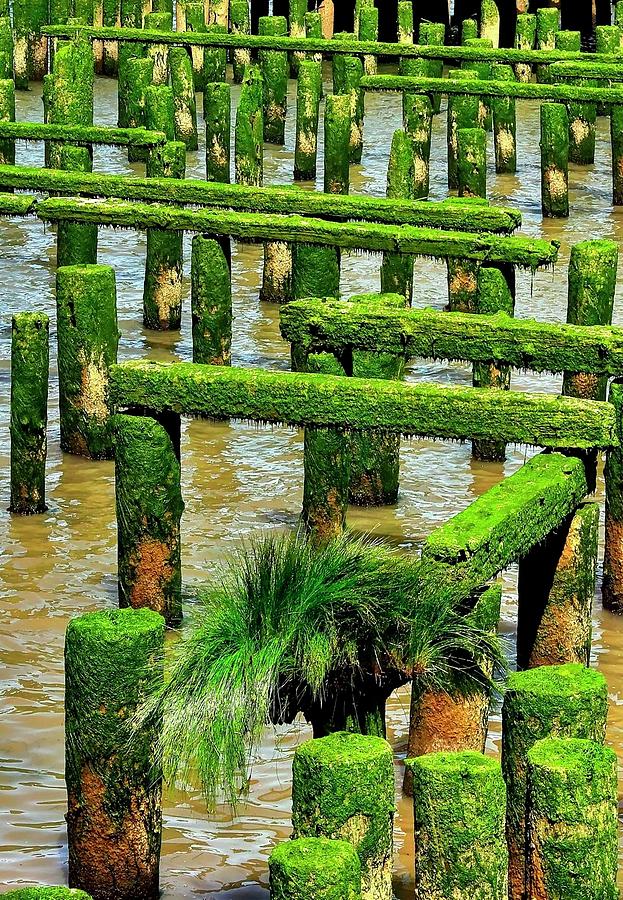 Pilings And Sea Grass Photograph by Jerry Sodorff