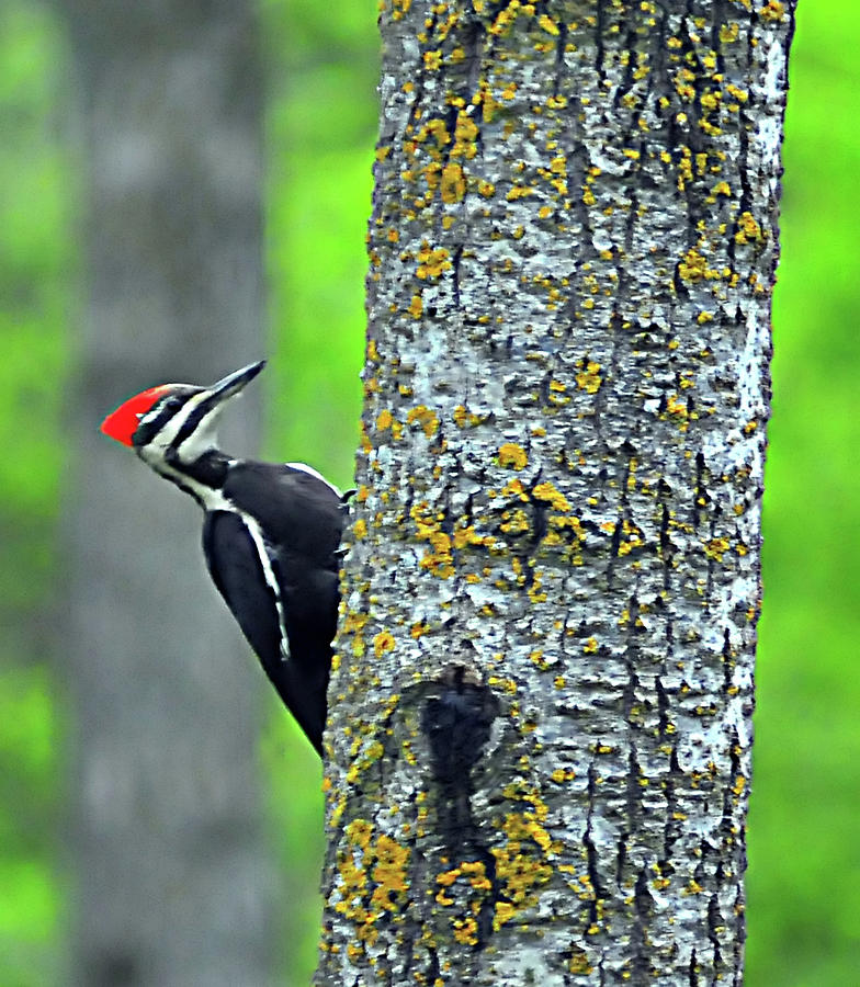 Pilleated Red Headed Woodpeckers Photograph By Ron Woolever Fine Art America 