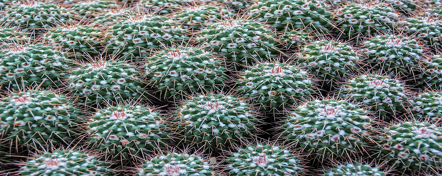 Pincushion Cactus #2 Photograph by Pat Cook