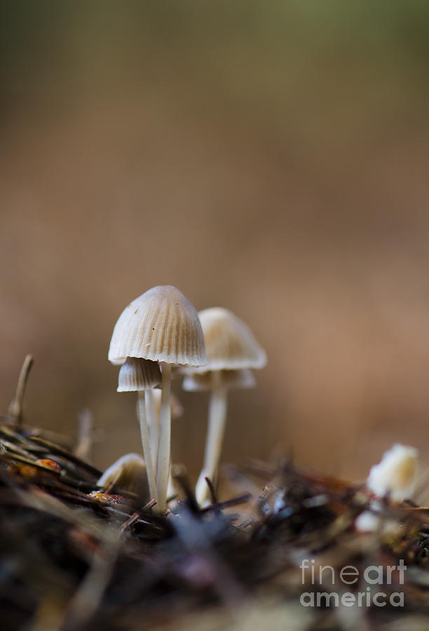 Pine cone mushroom #1 Photograph by Perry Van Munster
