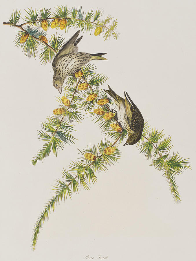John James Audubon Painting - Pine Finch by John James Audubon