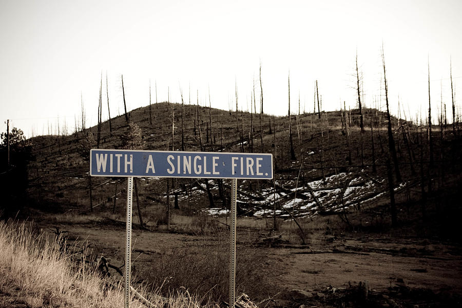 Pine Junction Photograph by Emily Horn - Fine Art America