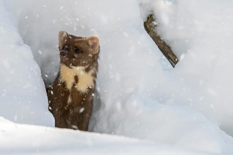 Pine Marten in the Snow #1 Photograph by Arterra Picture Library