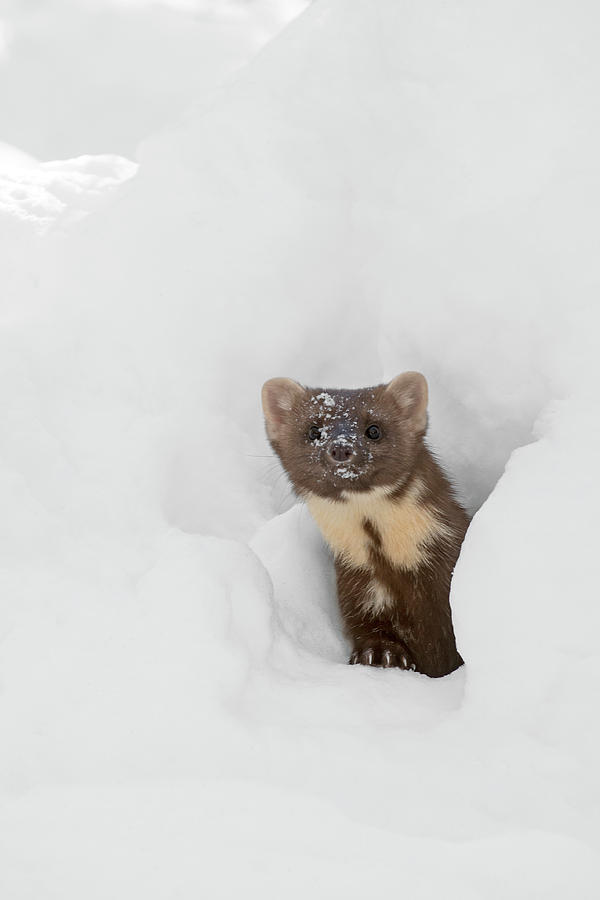 Pine Marten in Winter #1 Photograph by Arterra Picture Library
