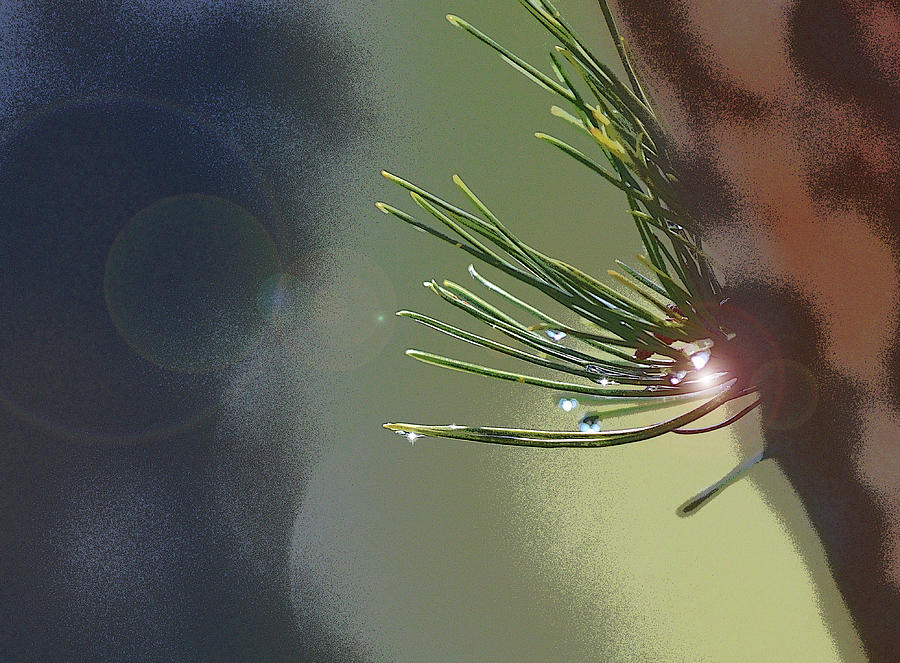 1 Pine Needles Abstract  Digital Art by Linda Brody