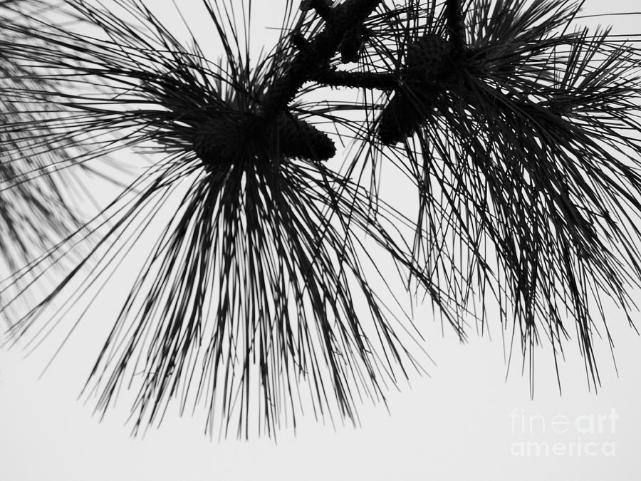 Pine Needles #2 Photograph by Jan Gelders